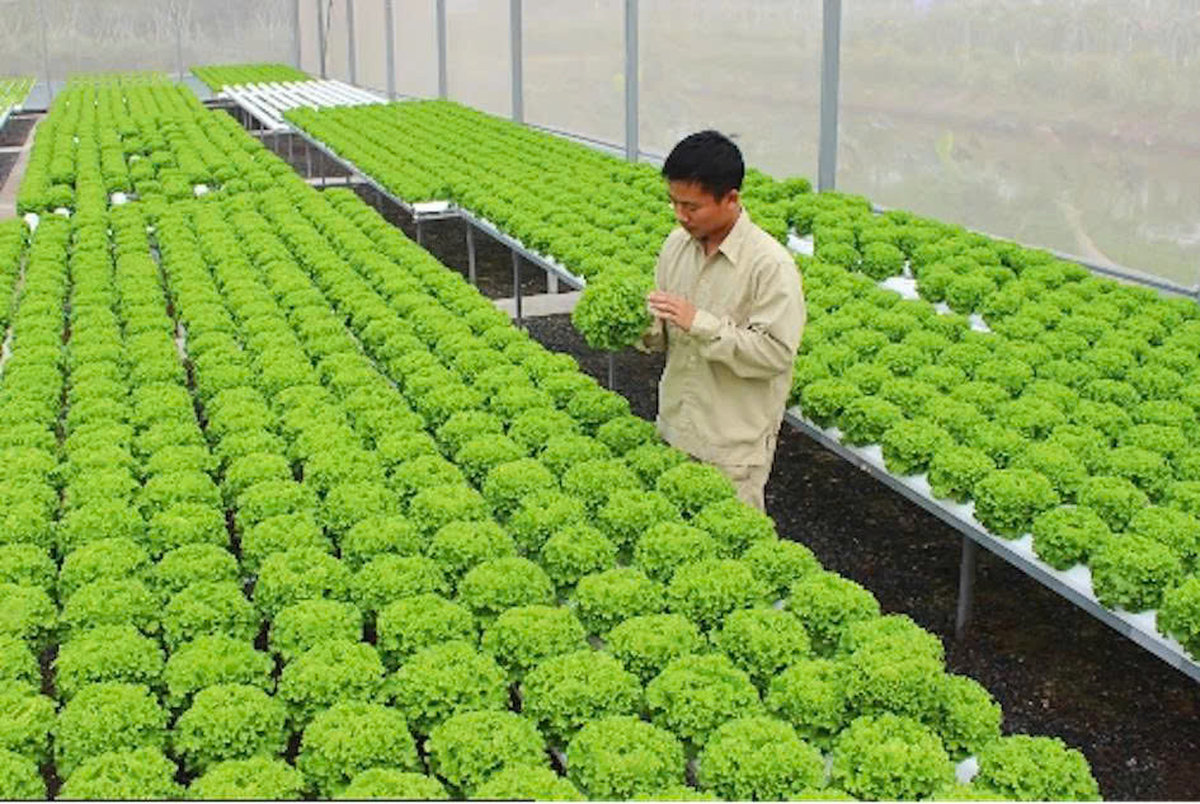 Phát triển nông nghiệp thông minh